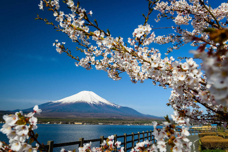 与白色樱花或樱花富士山