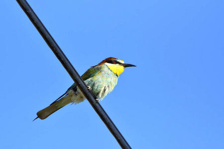 欧洲的食蜂鸟 Merops Apiaster 户外树枝上