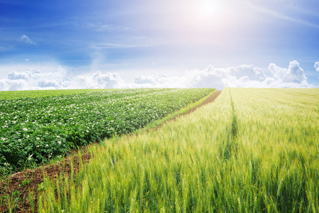 绿色大麦场景观对蓝天的背景