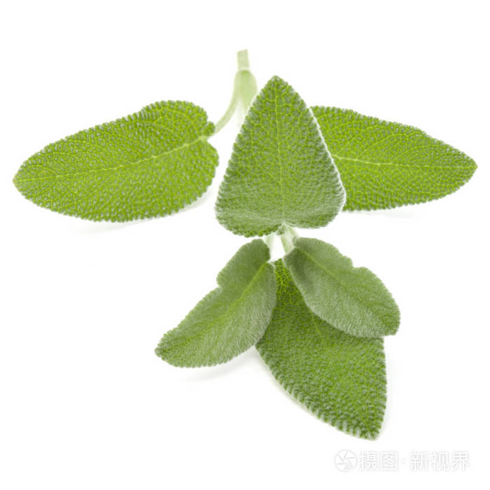 sage药草叶