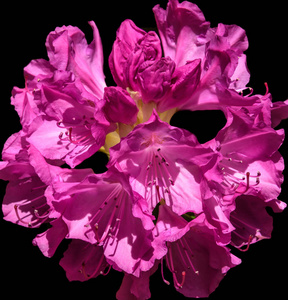 粉红色的 Rhodendendron 花