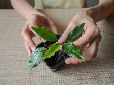 种植新芽植物。种植