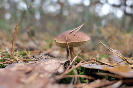 湾牛肝菌蘑菇生长在松树林图片