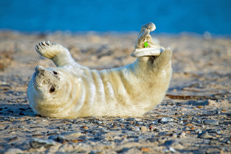 婴儿灰色印章 grypus halichoerus 在海滩上放松插画