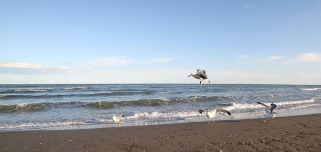 海鸥在海边觅食日落