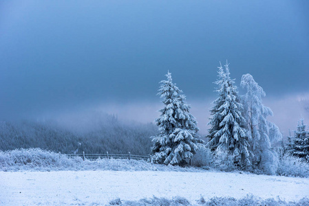 冬季景观与雪冷杉树和森林。圣诞节