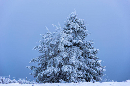 霜雪树覆盖的圣诞树