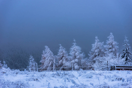 美丽的冬天风景与雪覆盖的树木