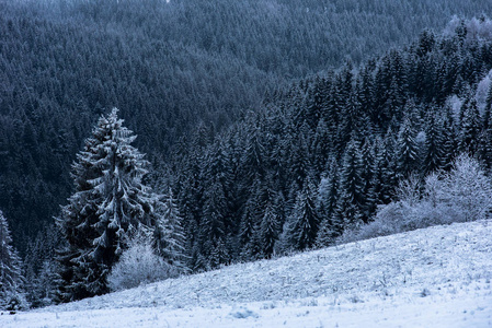 冬季景观与雪冷杉树和森林。圣诞节