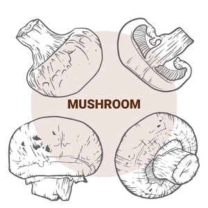 香菇手绘矢量插图。素描蘑菇画