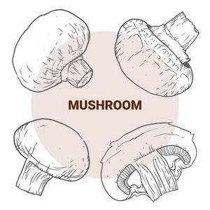 香菇手绘矢量插图。素描蘑菇画