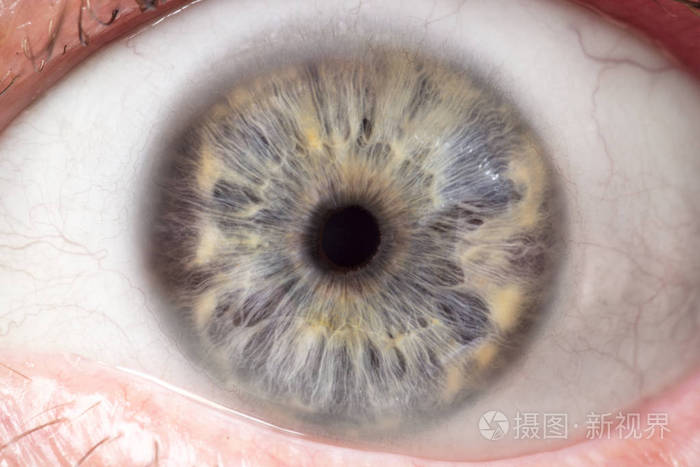 人眼,虹膜,瞳孔,眼睫毛,眼睑的微距照片