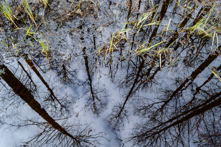 秋季肮脏池塘树干的思考