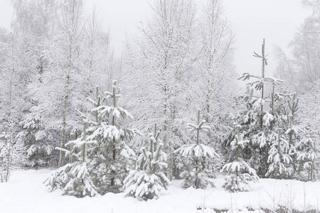 松树林的冬天。下雪的圣诞树。自然风光冬季自然。圣诞背景。森林在雪以后
