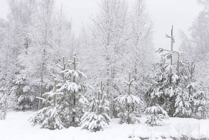 下雪的圣诞树.自然风光冬季自然.圣诞背景.森林在雪以后