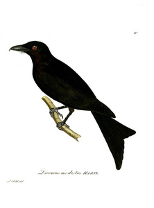 鸟的例证。Beitrag zur Ornithologie Westafrica 1850