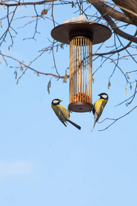 大山雀在鸟饲养在树冬天时间