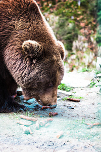 棕色熊在储备