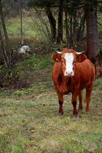 一只孤独的母牛在看着相机