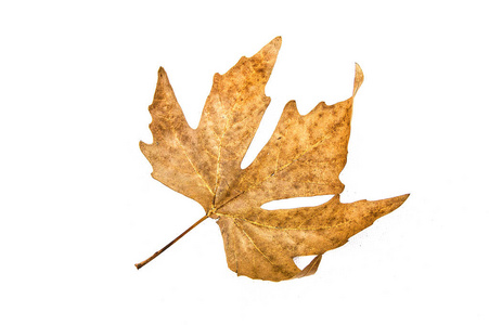 干燥的叶子, 干燥的树叶子在白色背景, 装饰干燥叶子以白色背景