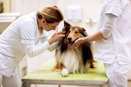 宠物救护车, 兽医检查耳朵与耳镜