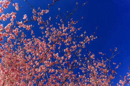 春天粉红色的樱花与蓝天背景