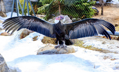 安第斯秃鹰。安第斯秃鹰是一个巨大的秃鹫, 有闪亮的黑色羽毛, 脖子上有白色羽毛的衣领。头部和颈部的大部分羽毛实际上是缺席