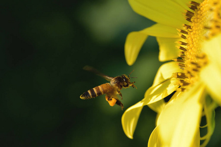 一只蜜蜂飞向美丽的花朵