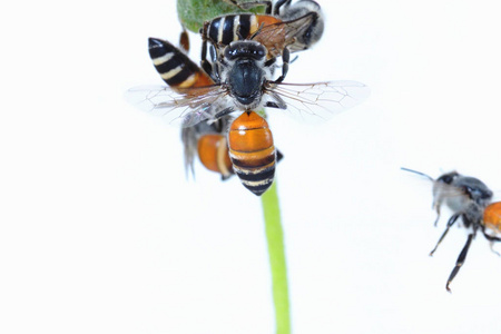 一只蜜蜂在白色背景下飞行
