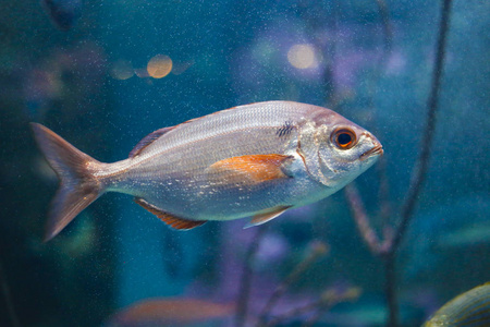 美丽的鱼游泳在蓝色水在水族馆