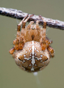 蜘蛛大腹蛛丝 diadematus 埋伏