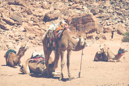 骆驼在干河朗姆酒沙漠景观, 约旦