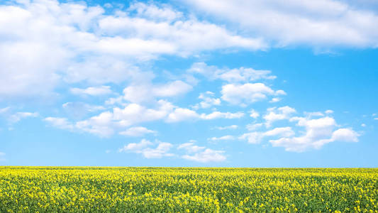 黄色油菜花田和蓝蓝的天空，云在阳光明媚的一天