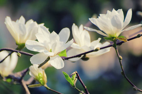 木兰的春天的花朵