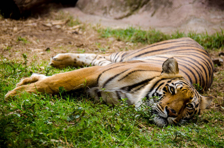 懒老虎在草地上休息