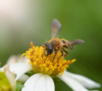 abeilles  une fleur