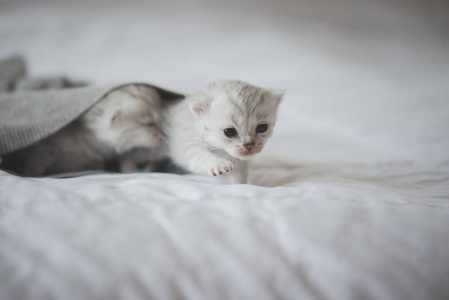 新生美国短毛猫小猫坐在白色床上