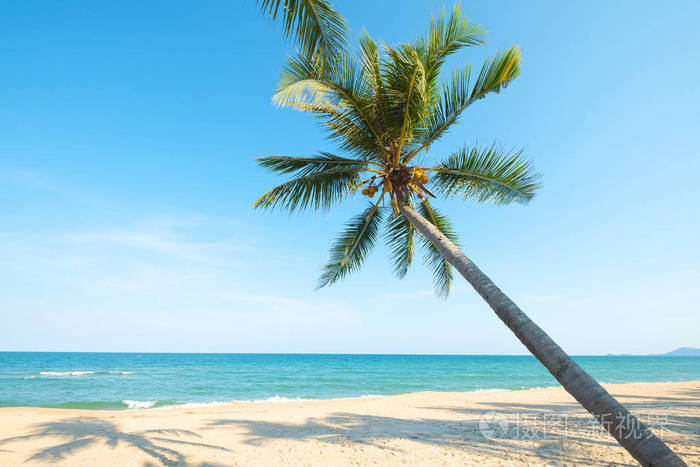 夏季在热带海滩 (海景) 的椰子棕榈树美丽的风景.暑期