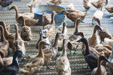群鸭子在农场，传统农业在泰国