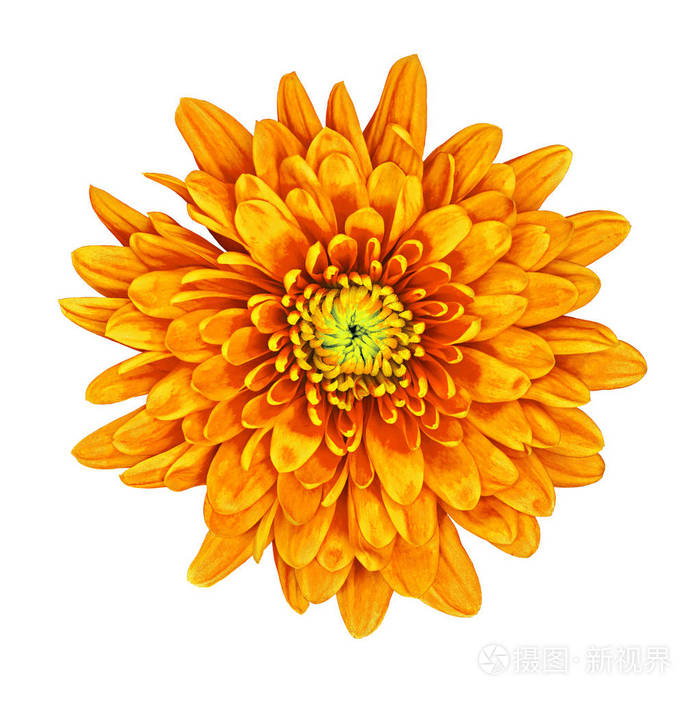 花橙黄色菊花, 里面有一个绿色的树荫, 在白色背景上被隔离.花蕾特写.