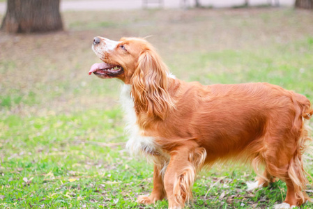 猎犬人最好的朋友