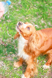 猎犬人最好的朋友