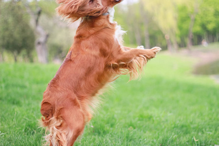 猎犬人最好的朋友