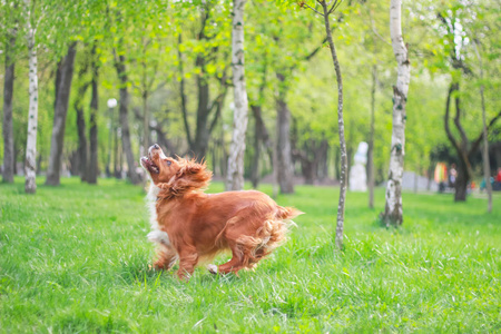 可卡犬在公园里散步