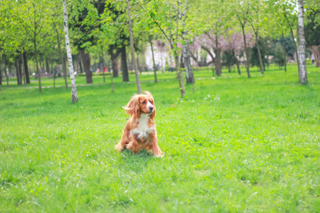 可卡犬在公园里散步