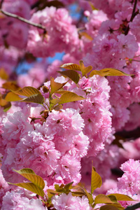 春花背景, 日本樱花花