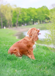 猎犬人最好的朋友