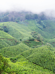 马来西亚金马伦高原山上茶园的绿色景观观