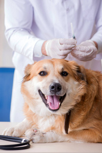 医生检查金猎犬狗在兽医诊所