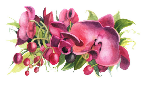 水彩花被隔绝在白色背景上。深红色的兰花。手绘插图
